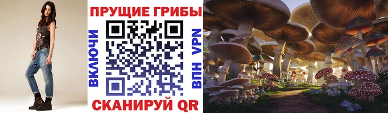 Псилоцибиновые грибы Psilocybe  Энгельс 