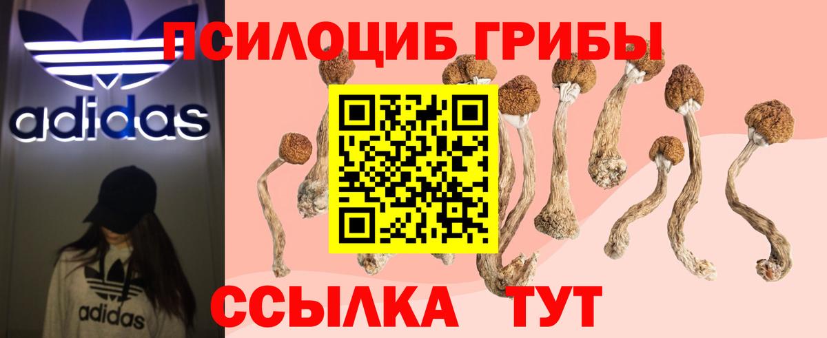 Галлюциногенные грибы Psilocybine cubensis Энгельс